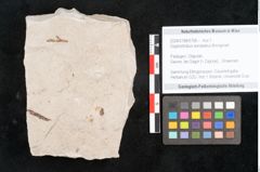 Foto (Objekt + Etikett) von Glyptostrobus europaeus Brongniart (NHMW-GEO-2024-0188-6758)